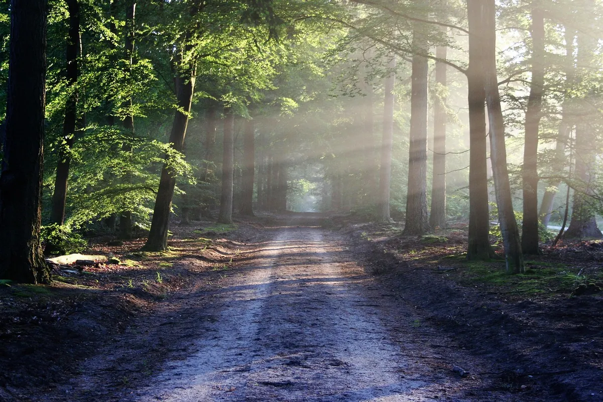 Forest path splitting into two directions in soft morning light